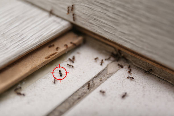Best Pest Control Near Me  in Bethesda, MD