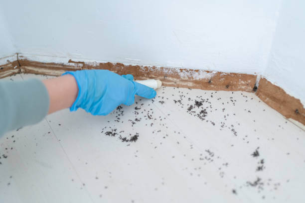 Best Flea Control Services  in Bethesda, MD